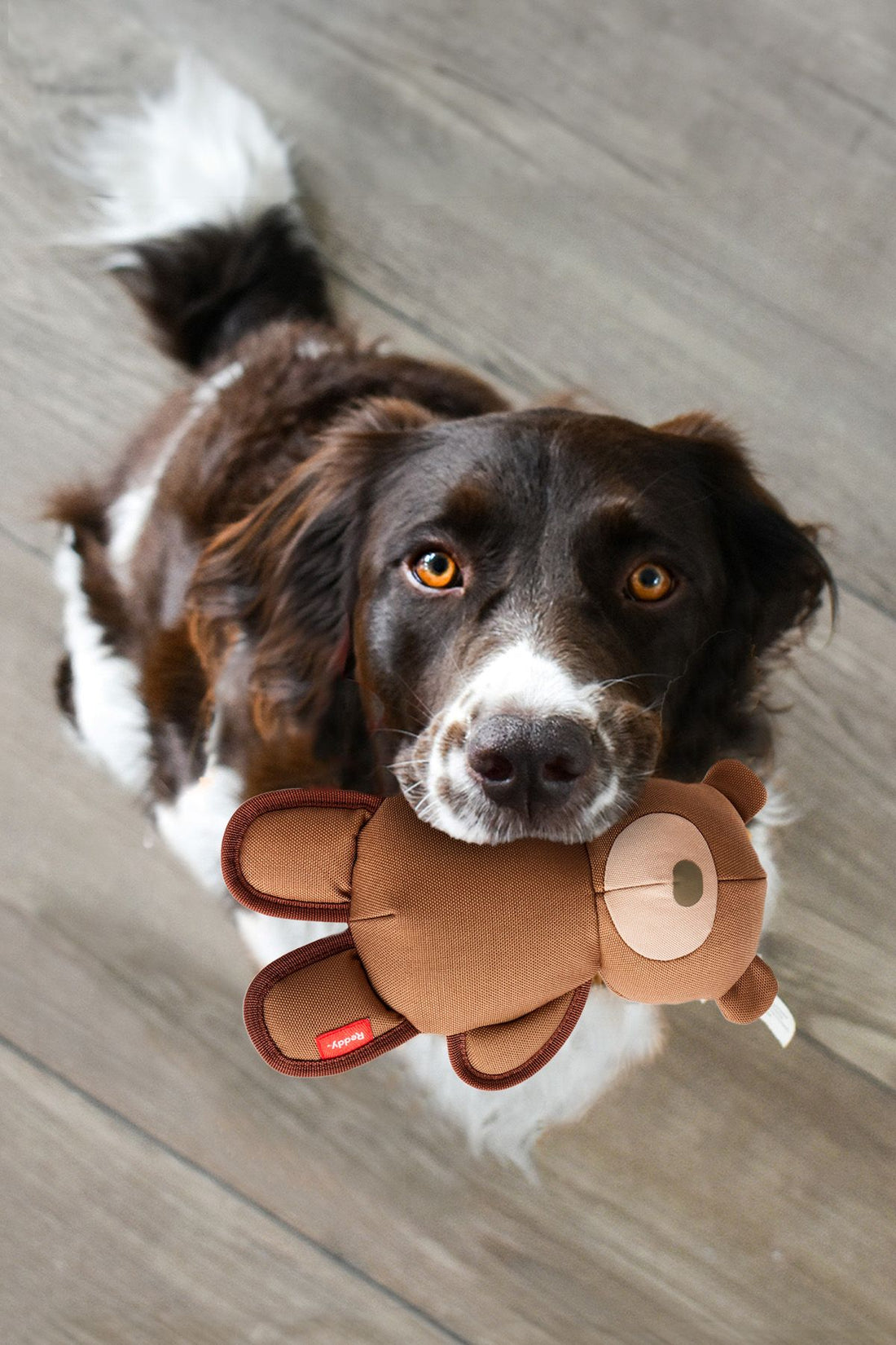 ¿Por qué los perros se encariñan tanto con ciertos juguetes? 🐶🎾🧸