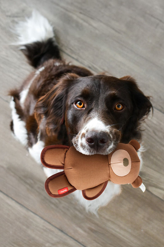 ¿Por qué los perros se encariñan tanto con ciertos juguetes? 🐶🎾🧸