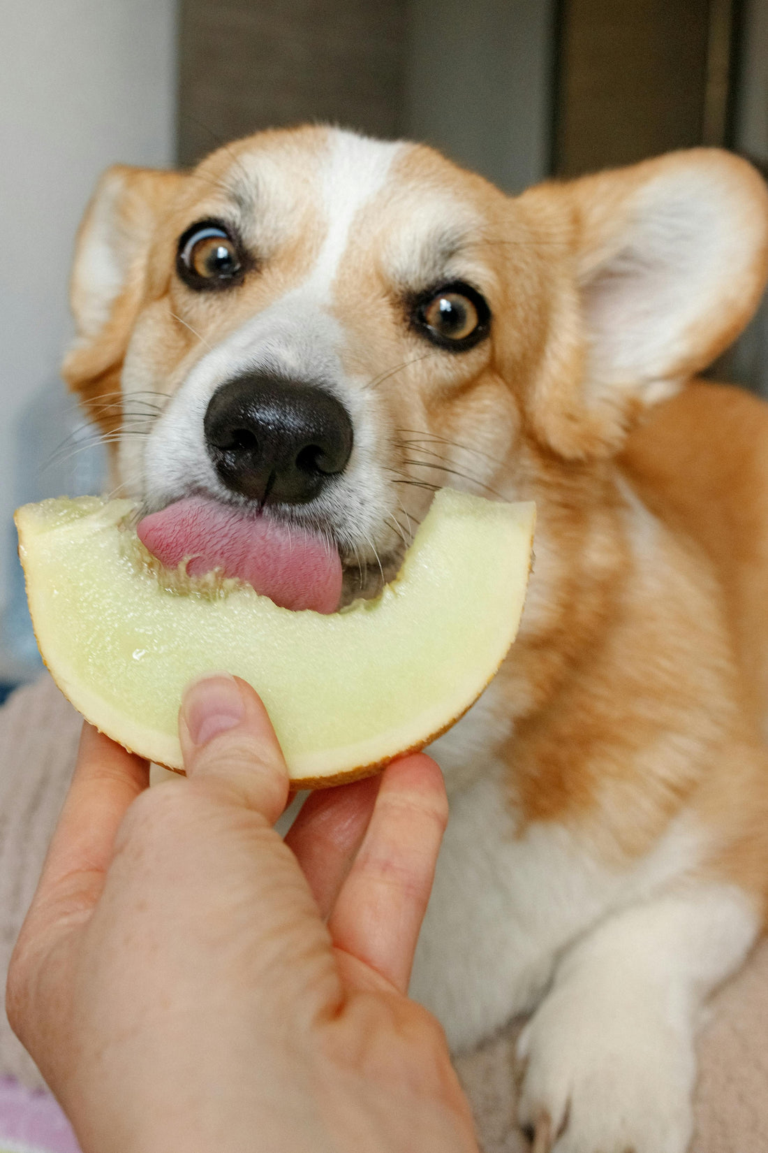 Beneficios de las Croquetas de Alta Calidad para la Salud de tu Mascota