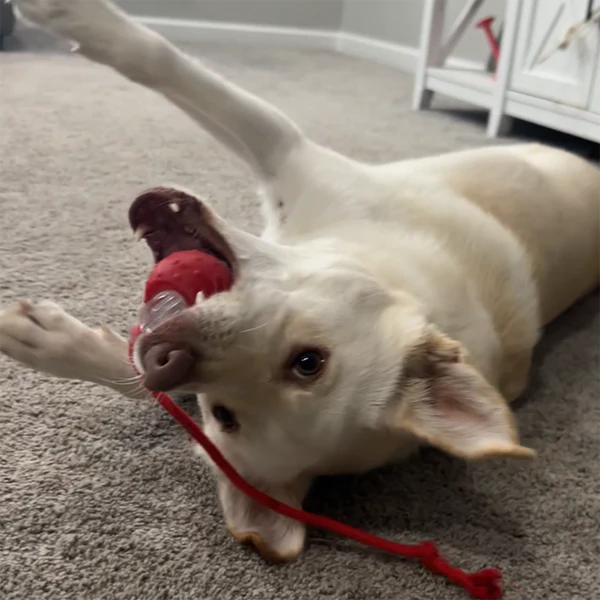 LocoBall – Pelota Interactiva para Mascotas